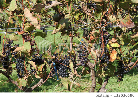 ぶどう畑　ぶどう栽培　醸造用ぶどう　ブドウ展示園　北海道産ワイン 132030590