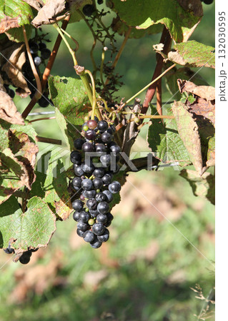 ぶどう畑　ぶどう栽培　醸造用ぶどう　ブドウ展示園　北海道産ワイン 132030595