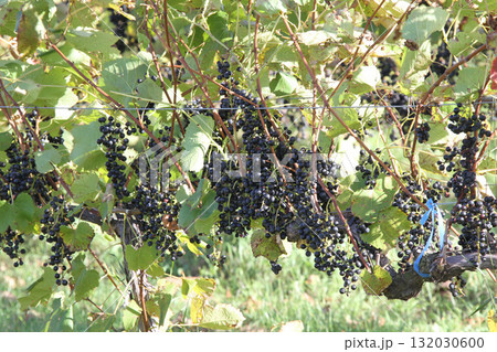 ぶどう畑　ぶどう栽培　醸造用ぶどう　ブドウ展示園　北海道産ワイン 132030600