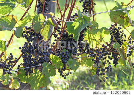 ぶどう畑　ぶどう栽培　醸造用ぶどう　ブドウ展示園　北海道産ワイン 132030603