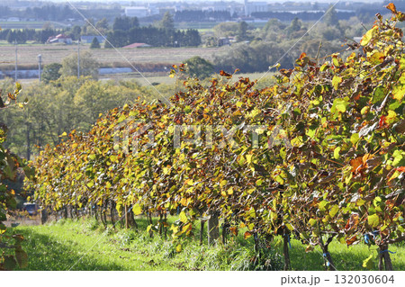 ぶどう畑 ぶどう栽培 醸造用ぶどう ブドウ展示園 北海道産ワイン ぶどう畑 ぶどう栽培 醸造用ぶどう ブドウ展示園 北海道産ワイン 132030604