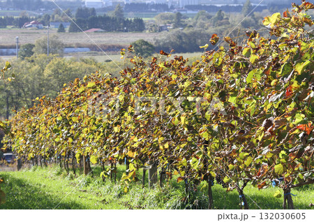 ぶどう畑　ぶどう栽培　醸造用ぶどう　ブドウ展示園　北海道産ワイン 132030605