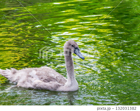 歴史が息づく風情豊かな倉敷美観地区　倉敷川沿いの街並み 132031382