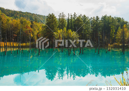 北海道美瑛・白金青い池の幻想的な風景 北海道美瑛・白金青い池の幻想的な風景 132031410