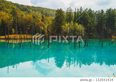 北海道美瑛・白金青い池の幻想的な風景 北海道美瑛・白金青い池の幻想的な風景 132031414