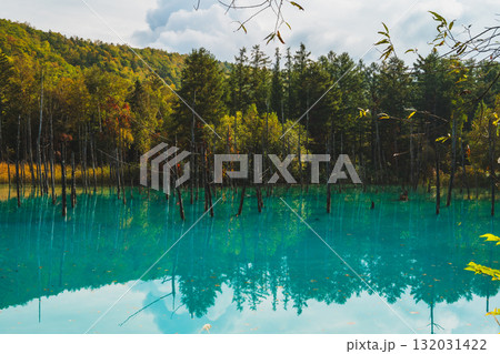 北海道美瑛・白金青い池の幻想的な風景 132031422