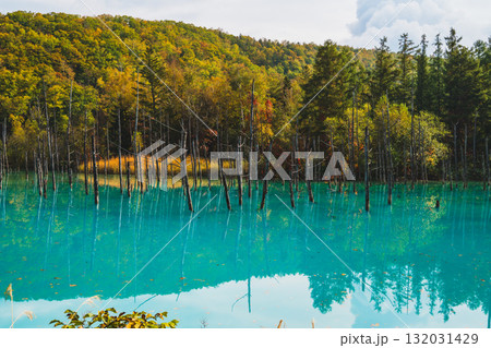 北海道美瑛・白金青い池の幻想的な風景 132031429