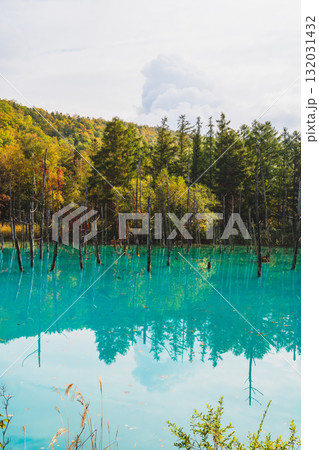 北海道美瑛・白金青い池の幻想的な風景 132031432