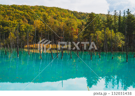北海道美瑛・白金青い池の幻想的な風景 北海道美瑛・白金青い池の幻想的な風景 132031438