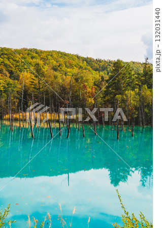 北海道美瑛・白金青い池の幻想的な風景 132031440