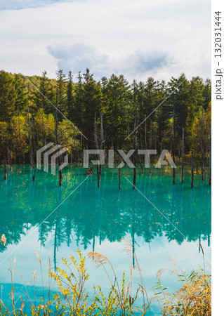北海道美瑛・白金青い池の幻想的な風景 132031444