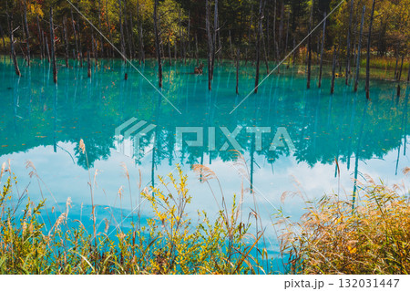 北海道美瑛・白金青い池の幻想的な風景 132031447