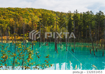 北海道美瑛・白金青い池の幻想的な風景 132031453