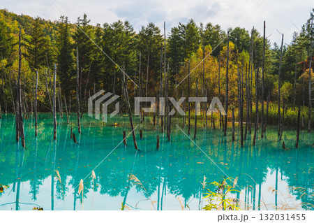 北海道美瑛・白金青い池の幻想的な風景 132031455