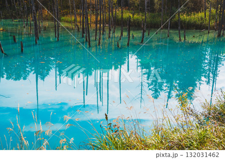 北海道美瑛・白金青い池の幻想的な風景 132031462