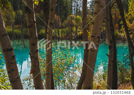 北海道美瑛・白金青い池の幻想的な風景 132031468