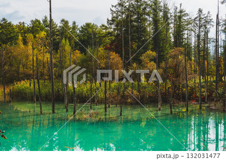 北海道美瑛・白金青い池の幻想的な風景 132031477