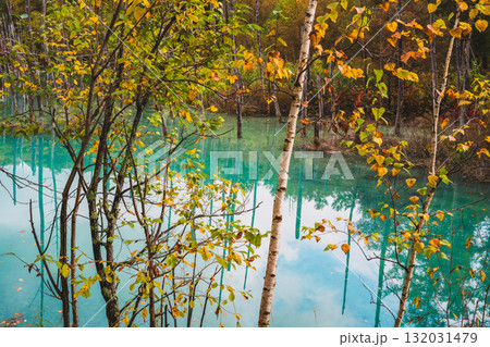 北海道美瑛・白金青い池の幻想的な風景 132031479