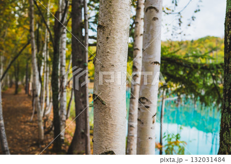 北海道美瑛・白金青い池の幻想的な風景 北海道美瑛・白金青い池の幻想的な風景 132031484