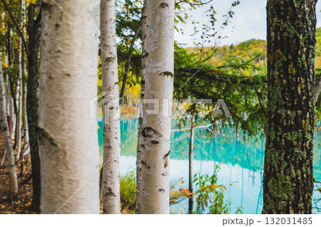 北海道美瑛・白金青い池の幻想的な風景 北海道美瑛・白金青い池の幻想的な風景 132031485