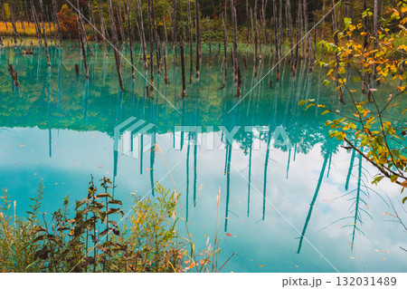 北海道美瑛・白金青い池の幻想的な風景 北海道美瑛・白金青い池の幻想的な風景 132031489
