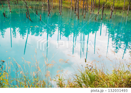 北海道美瑛・白金青い池の幻想的な風景 132031493