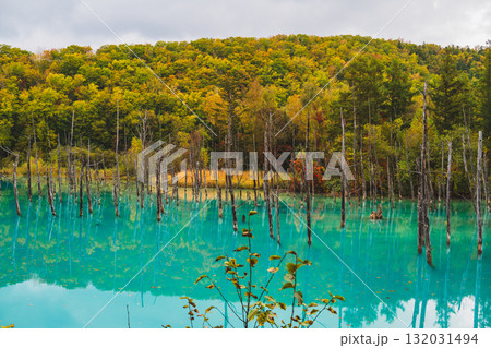 北海道美瑛・白金青い池の幻想的な風景 北海道美瑛・白金青い池の幻想的な風景 132031494