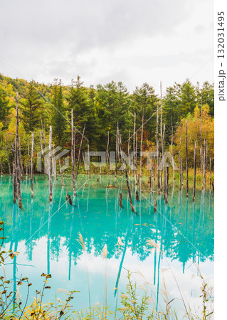 北海道美瑛・白金青い池の幻想的な風景 132031495