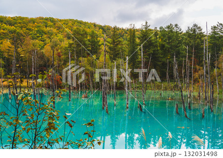 北海道美瑛・白金青い池の幻想的な風景 132031498