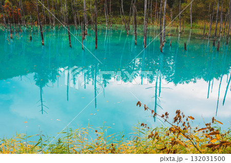 北海道美瑛・白金青い池の幻想的な風景 132031500