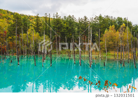 北海道美瑛・白金青い池の幻想的な風景 132031501