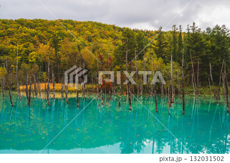 北海道美瑛・白金青い池の幻想的な風景 北海道美瑛・白金青い池の幻想的な風景 132031502