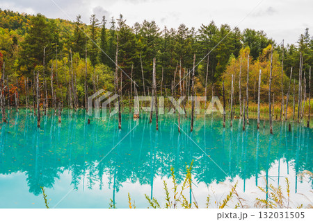 北海道美瑛・白金青い池の幻想的な風景 132031505