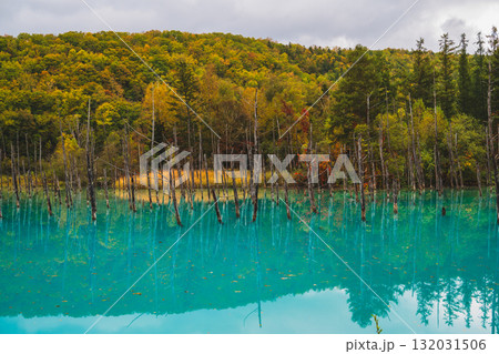 北海道美瑛・白金青い池の幻想的な風景 132031506