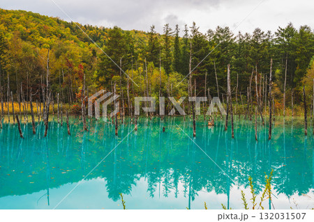 北海道美瑛・白金青い池の幻想的な風景 北海道美瑛・白金青い池の幻想的な風景 132031507