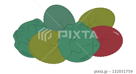 Various Salad Leaves and Brussels Sprouts Hand Drawn Healthy eating ingredients Healthy Food Design Various Salad Leaves and Brussels Sprouts Hand Drawn Healthy eating ingredients Healthy Food Design 132031759