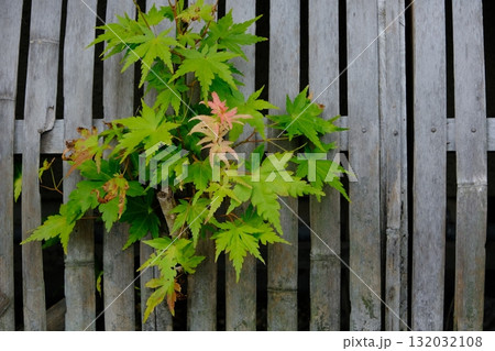 色付き始めた楓と犬矢来の初秋のイメージ素材 色付き始めた楓と犬矢来の初秋のイメージ素材 132032108