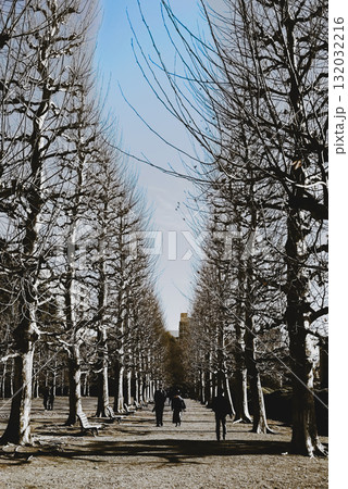冬のポプラ並木 132032216
