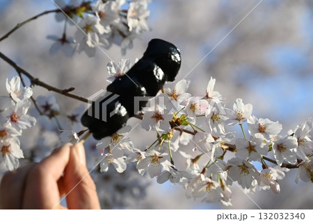 桜の花と胡麻団子 132032340