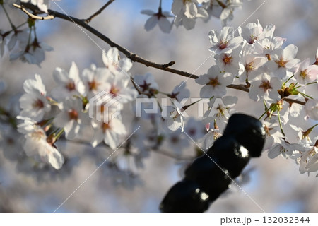 桜の花と胡麻団子 桜の花と胡麻団子 132032344