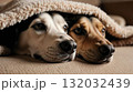 Two cute dogs resting together under warm blanket 132032439
