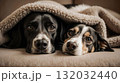 Cute beagle dogs peeking from under a soft blanket 132032440
