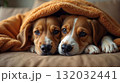 Two Adorable Beagles Snuggled Under Warm Blanket 132032441