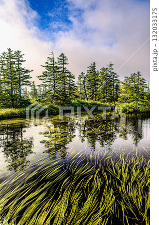 湿原の水面に揺れる光と緑 132033175