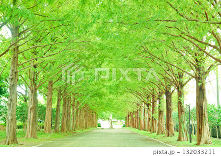 光あふれる緑の散歩道　〜夏の終わりのメタセコイアの並木道〜 132033211