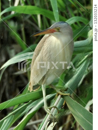 ヨシこそが我が家のヨシゴイ。 132033214