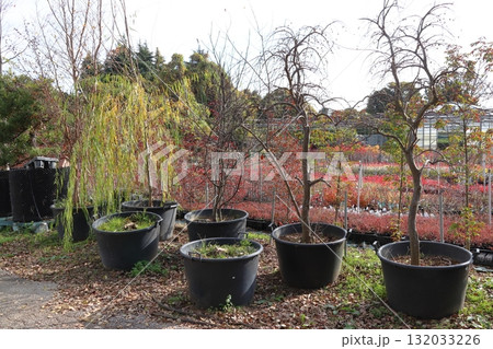 秋の植木の里・安行にて(埼玉県川口市) 秋の植木の里・安行にて(埼玉県川口市) 132033226