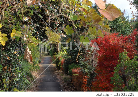 秋の植木の里・安行にて（埼玉県川口市） 132033229