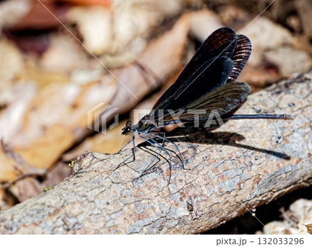 枯れ枝に止まるカワトンボ科ハグロトンボ♀ 枯れ枝に止まるカワトンボ科ハグロトンボ♀ 132033296