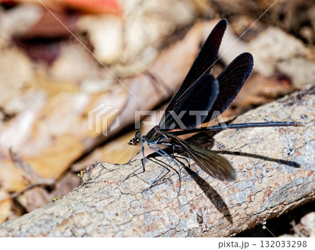 枯れ枝に止まるカワトンボ科ハグロトンボ♀ 132033298